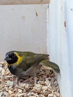 Kleine Cubavink mannen., Dieren en Toebehoren, Mannelijk