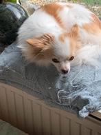 Chihuahua te koop, 6 jaar of ouder, Rabiës (hondsdolheid), Teef, Eén hond