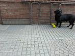 Hondenbench 60x80, Dieren en Toebehoren