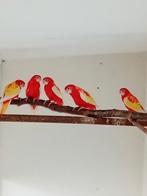 rubino rosella, Dieren en Toebehoren, Vogels | Parkieten en Papegaaien, Meerdere dieren, Parkiet, Geringd
