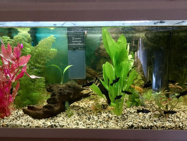 Mollie vissen, Dieren en Toebehoren, Vissen | Aquariumvissen, Zoetwatervis, Vis, Schoolvis