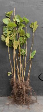 Corylus avellana 40/60cm t/m 100/125cm- Hazelaar, Tuin en Terras, Planten | Struiken en Hagen, Ophalen, Overige soorten, Struik