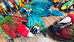 Super Tamme Baby Aras 2025, Meerdere dieren, Papegaai, Pratend