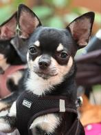 Jonge Chihuahua reu bijna 12 maanden oud, Dieren en Toebehoren, Rabiës (hondsdolheid), 15 weken tot 1 jaar, Reu, Eén hond