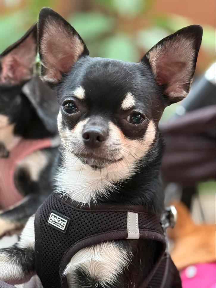 Jonge Chihuahua reu bijna 12 maanden oud, Dieren en Toebehoren, Honden | Chihuahua's en Gezelschapshonden, Reu, Chihuahua, Fokker | Hobbymatig