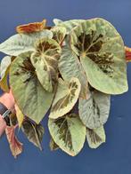 Begonia Burkillii Silver Edge Form p14 (2)