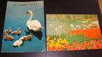 Zwanen, Verzamelen, Ansichtkaarten | Themakaarten, Ophalen of Verzenden, 1980 tot heden, Gelopen, Sterren en Beroemdheden