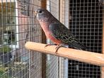Bourke wildkleur, Meerdere dieren, Parkiet, Geringd