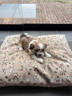Shih Tzu pups, Parvo, Overige rassen, 8 tot 15 weken, Meerdere