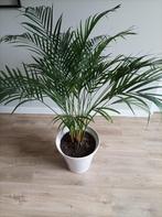 Stijlvolle Bloempotten met plant, Tuin en Terras, Bloempotten, Rond, Binnen, Zo goed als nieuw, Minder dan 40 cm