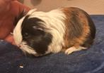 Leuk zwart rood wit sheltie beertje, Cavia, Mannelijk, November, Tam
