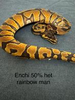 Diverse ballpythons (koningspythons) nk 23&24 SALE!! Houten, Dieren en Toebehoren, Reptielen en Amfibieën, Slang