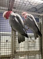 Koppel rosé kaketoes, Dieren en Toebehoren, Vogels | Parkieten en Papegaaien, Meerdere dieren, Papegaai