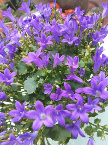 Campanula....🔆... per stuk  beschikbaar voor biedingen
