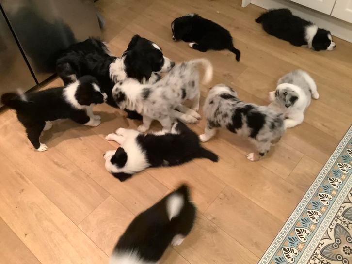 Australian shepherd x Border collie Friese Stabij puppies., Dieren en Toebehoren, Honden | Herdershonden en Veedrijvers, Meerdere dieren