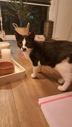 Kitten, Dieren en Toebehoren, Katten en Kittens | Raskatten | Korthaar, Poes, Ontwormd, 0 tot 2 jaar