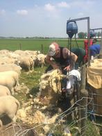 Schapenscheren, Dieren en Toebehoren, Meerdere dieren, Schaap
