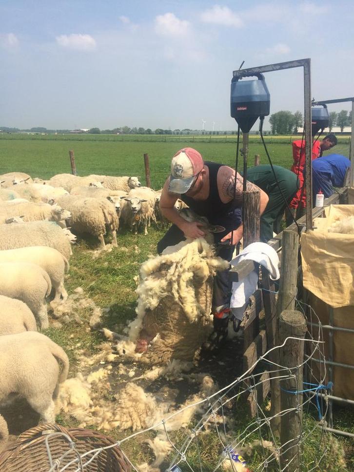 Schapenscheren, Dieren en Toebehoren, Schapen, Geiten en Varkens, Schaap, Meerdere dieren
