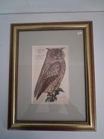 Vintage Vogelprint. Oehoe, Ophalen of Verzenden, Minder dan 50 cm, Schilderij, Minder dan 50 cm