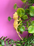 Wimpergekko baby’s, Dieren en Toebehoren, Reptielen en Amfibieën, Hagedis, 0 tot 2 jaar