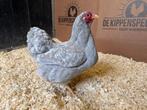 Wyandotte kriel parel grijs wit gepareld gesekst en ingeënt