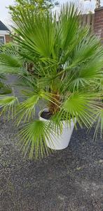Mooie palmboom, Overige soorten, Ophalen, Bloeit niet, Volle zon