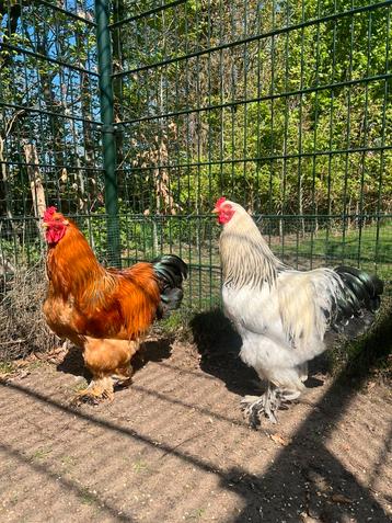 Brahma haantjes beschikbaar voor biedingen