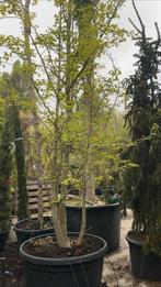 Japanse notenboom, Overige soorten, Lente, 250 tot 400 cm, Ophalen