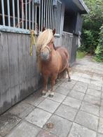 ponytuig, Dieren en Toebehoren, Ophalen of Verzenden, Zo goed als nieuw, Recreatie