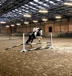 Verzorgpony gezocht!, Dieren en Toebehoren, Paarden en Pony's | Verzorgingsproducten, Ophalen of Verzenden, Nieuw