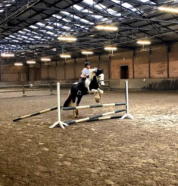 Verzorgpony gezocht / verzorger aangeboden!, Dieren en Toebehoren, Paarden en Pony's | Verzorgingsproducten, Nieuw, Ophalen of Verzenden