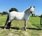 Appaloosa pony te koop, Dieren en Toebehoren, Pony's, Ruin, Z, A pony (tot 1.17m)