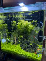 Gratis guppies, Dieren en Toebehoren, Ophalen, Nieuw