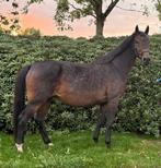 15 jarige dressuur fokmerrie / embryomerrie, Dieren en Toebehoren, Paarden, Merrie, Gechipt, Niet van toepassing, Dressuurpaard