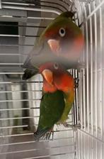 Hybride Agapornis koppel Fred en George, Dieren en Toebehoren, Geslacht onbekend, Dwergpapegaai of Agapornis