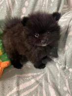 4 prachtige Pomeriaan/dwergkees pups.💙💜, 8 tot 15 weken, Meerdere, Meerdere dieren, Nederland