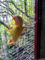 Tekoop, Dwergpapagaai, Dieren en Toebehoren, Geslacht onbekend, Dwergpapegaai of Agapornis