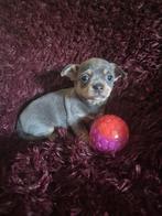 2 super mooie chihuahua pups te koop, Dieren en Toebehoren, Honden | Chihuahua's en Gezelschapshonden, 8 tot 15 weken, Parvo, Meerdere