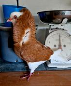 Oud Hollandse kapucijnduiven., Dieren en Toebehoren, Mannelijk, Overige soorten