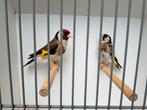 Koppel major putters 2022 x 2024, Dieren en Toebehoren, Meerdere dieren, Wildzangvogel, Geringd