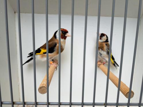 Koppel major putters 2022 x 2024, Dieren en Toebehoren, Vogels | Overige Vogels, Wildzangvogel, Meerdere dieren, Tam, Geringd