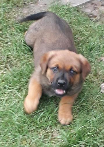 Kruising rottweiler x mechelse herder  beschikbaar voor biedingen