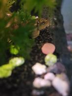 Algeneter, Dieren en Toebehoren, Vissen | Aquariumvissen, Vis