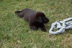 NOG 3 Prachtige, sociale labrador pups zoeken een huisje, Dieren en Toebehoren, CDV (hondenziekte), 8 tot 15 weken, Labrador retriever