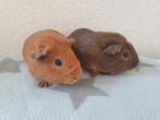 2 prachtige jonge cavia beertjes van 8 weekjes, Dieren en Toebehoren, Knaagdieren, Cavia, Mannelijk, Mei, Tam