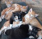 lieve tamme kittens,5rode,3kleur,zwart/wit, 3poezen,4 katers, Dieren en Toebehoren, Katten en Kittens | Overige Katten, Meerdere dieren