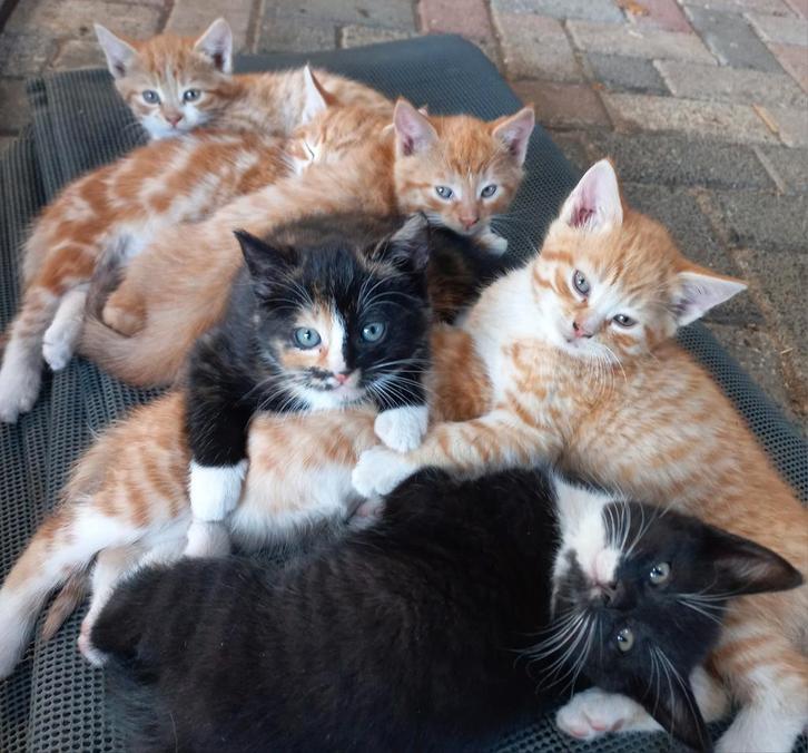 lieve tamme kittens,5rode,3kleur,zwart/wit, 3poezen,4 katers, Dieren en Toebehoren, Katten en Kittens | Overige Katten, Meerdere dieren
