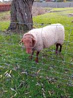 Solognote ram, Mei, Mannelijk