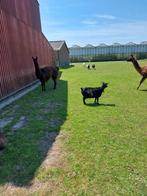 dwerggeitjes, Dieren en Toebehoren, Vrouwelijk, Geit, 6 jaar of ouder