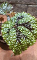 Begonia Masonia, Ophalen of Verzenden, Overige soorten, Minder dan 100 cm